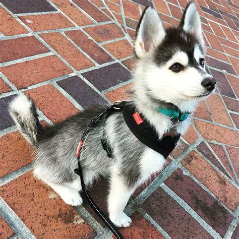 In a study conducted by michigan state university, out of 140 dog breeds tested for hypothyroidism, siberian huskies ranked. Cute husky puppy : aww