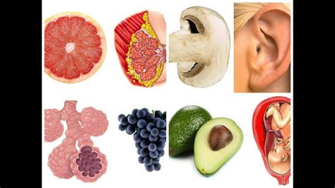 10 Foods That Look Like The Body Parts Theyre Good For Youtube