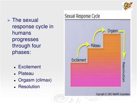 ppt the human sexual response powerpoint presentation free download id 5768814