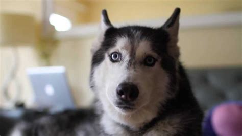 Mishka The Talking Husky Sings La La La Youtube