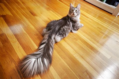 Photo Cat With 17 Inch Tail Among Entries In Latest Edition Of