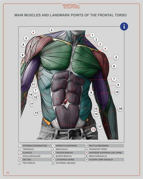 Male Torso Muscle Anatomy