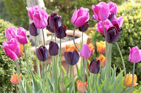Five Stunning Tulip Combinations Planting Tulips Flower Landscape