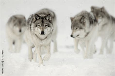 Wolf Pack On The Hunt Stock Photo Adobe Stock