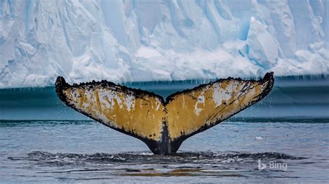 Antarctic Cierva Cove Humpback Whale 2016 Bing Desktop Wallpaper