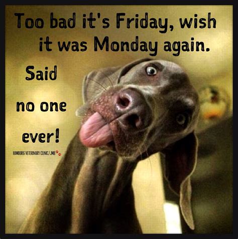 Happy Friday Friends Funny Animal Pictures Dog Memes Animals