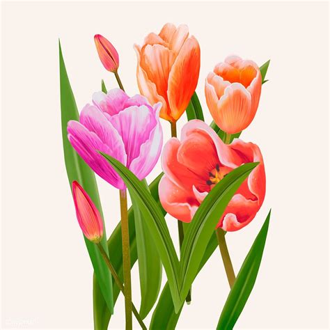 Illustration Drawing Of Tulip Flowers Premium Image By