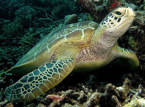 Green Sea Turtle Large Dynamic Swimmer Animal