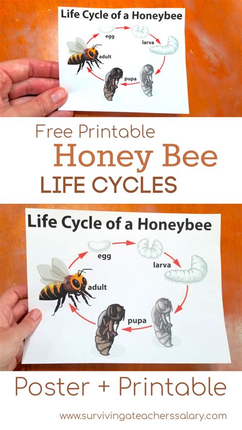 Free Bee And Butterfly Life Cycle Printables And Puzzles Bee Life Cycle
