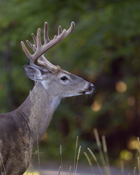 A White Tailed Deer Buck In The Early Morning Light With Velvet Antlers
