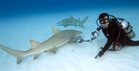 Shark Photography Composition