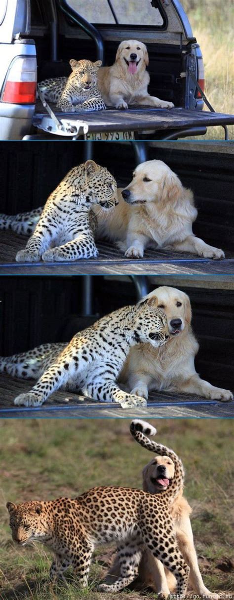15 Stunning Animal Pictures Showing Friendship And Love For This Coming Valentines Day Fallinpets