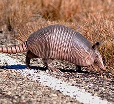 The pests like to dig under shrubs, flower beds, and wood piles and will destroy landscaping. Rabbits live in groups,and lives in underground burrows ...