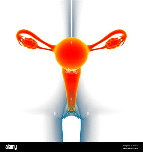Female Reproductive System Anatomy For Medical Concept D Illustration