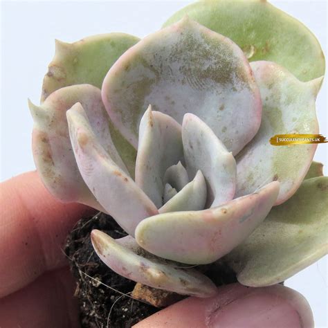 Echeveria Lilacina Small Rooted Plant Succulent Plants Uk