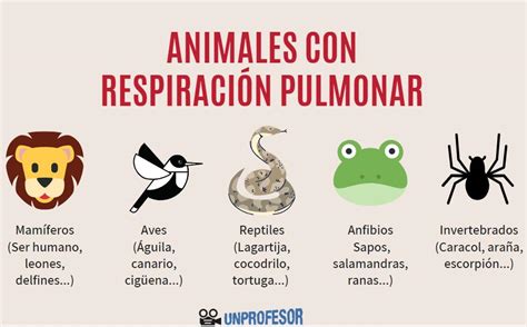 Animales que respiran por la piel para colorear : Cutánea Dibujos Animales Que Respiran Por La Piel Para ...