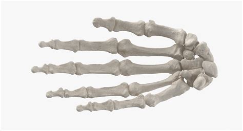 Modelo 3d Huesos De La Mano Humana Anatomía 01 Blanco Turbosquid 1597292