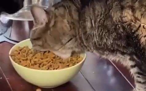 肥猫是如何干饭的哔哩哔哩bilibili