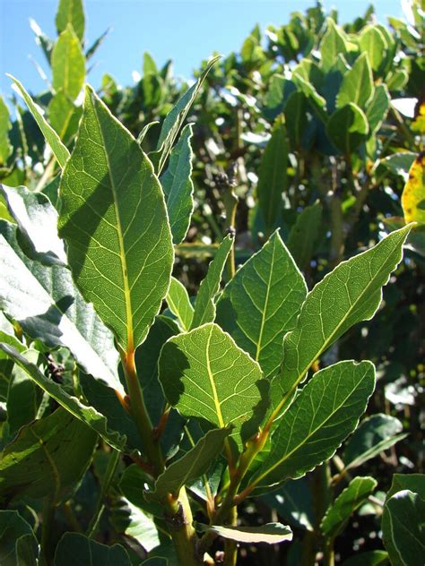 They are most often used in rice dishes like biryani and as by leaf and curry leaf are both different. Laurus nobilis - 'Bay Leaf Tree' - Bay Laurel or Sweet Bay ...