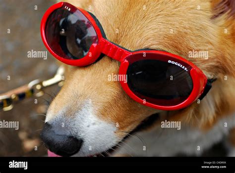 Dog Wearing Sunglasses Or Doggles In Tokyo Japan Stock Photo Alamy