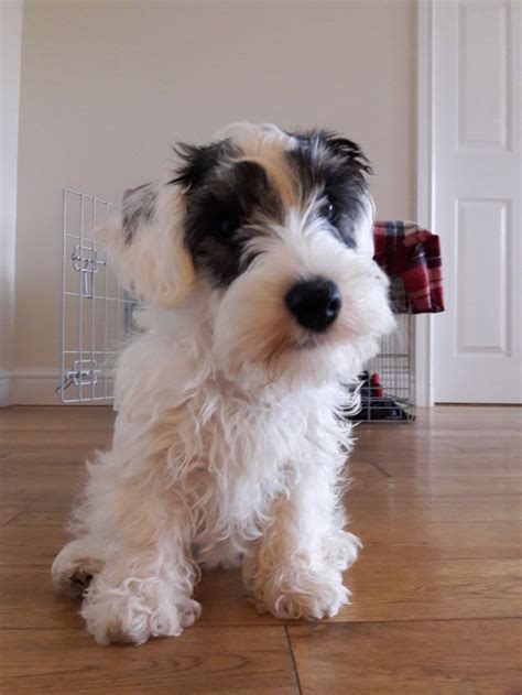 Contact the dog breeders below for sealyham terrier puppies for sale. SAVE THE SEALYHAMS! These awesome dogs are almost extinct ...