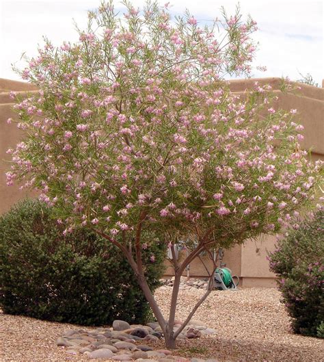 How To Care For Desert Willow Tree Keeley Holder