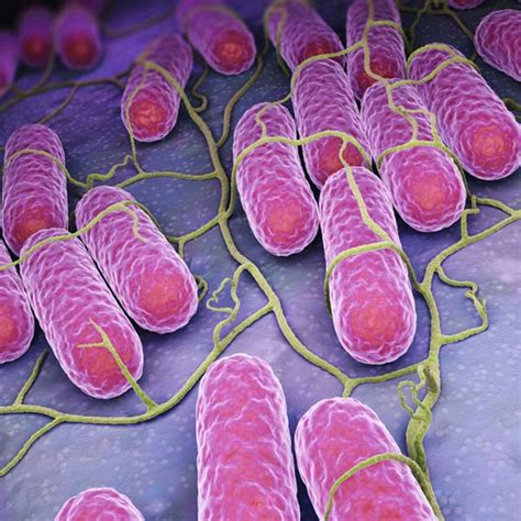 Bacterias Patógenas En La Industria Alimentaria Papelmatic