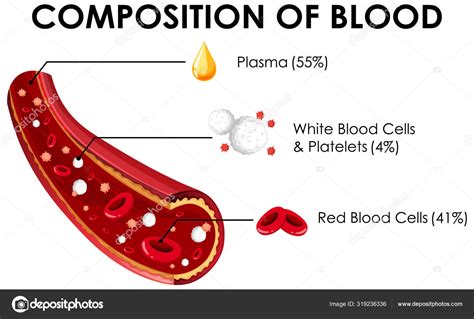 Diagram Showing Composition Of Blood Stock Vector Image By