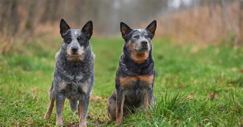 3 Proven Methods For House Training A Blue Heeler Puppy Alpha Trained Dog