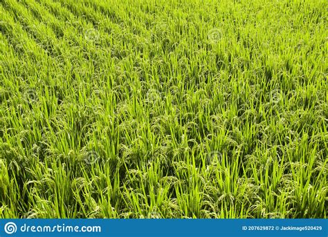Rice Crop Soon To Be Harvest In The Paddy Field Of Taiwan Stock Photo