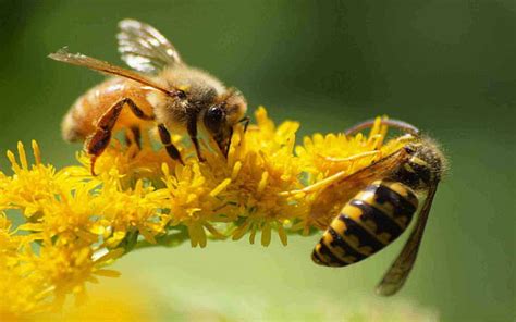 Bee Bees Flower Flowers Insect Hd Wallpaper Wallpaperbetter