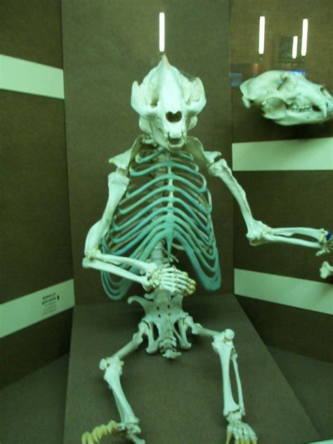 Natural History Museum London Giant Panda Skeleton At Th Flickr