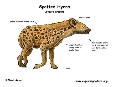 Hyena Spotted