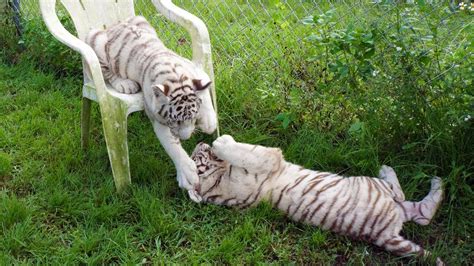 White Tiger Cubs Playing At Kowiachobee Animal Preserve In 2014 Youtube