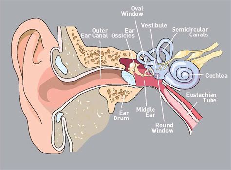 Cannot Equalise Ear Pressure Symptoms And Causes Of Ear Infections