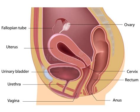 Female Reproductive System Stock Illustration Illustration Of Womb