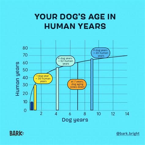 How Old Is My Dog Dog Years To Human Years Calculator Barkpost