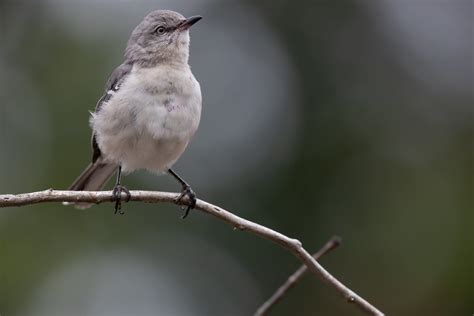 Eosr3122 Eastern Mockingbird Many Thanks To All Those Flickr