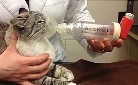 Update Diagnosis And Treatment Of Feline Asthma Clinicians Brief
