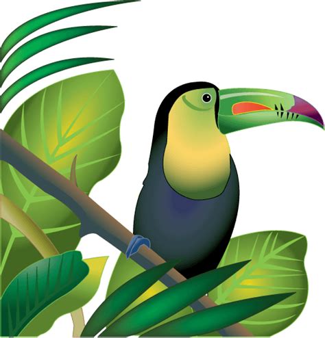 Amazon Rainforest Animals Clipart Clip Art Library