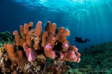 Los Arrecifes De Coral Del Mundo Están En Peligro Y Así Es Como Puedes