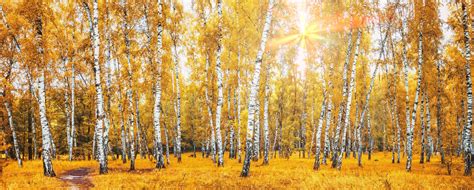 Birch Grove With A Road On Sunny Autumn Day Stock Photo Image Of