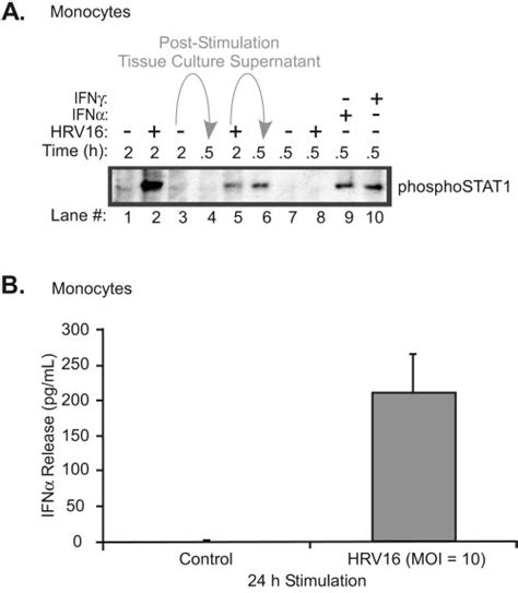 Stat1 Phosphorylation And Ifn Secretion By Human Monocytes Following