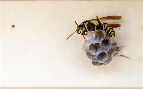 Do It Yourself Wasp Removal Abc Humane Wildlife Control And Prevention