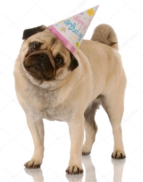 Pug Standing Wearing Birthday Hat Stock Photo By ©willeecole 24175359