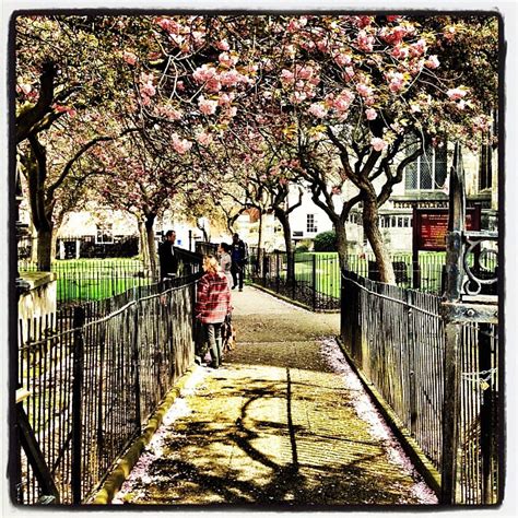 Cherry Blossom Paths Mark Robertson Flickr