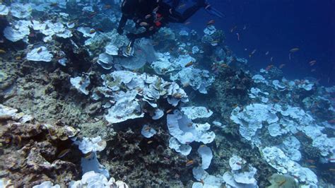 scientists think they know what killed coral reefs it was us mpr news