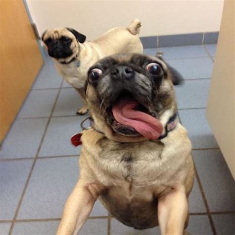 Overly Excited Pug Overly Excited Dog Know Your Meme