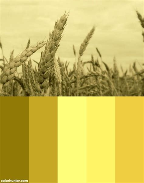 Grainy Color Palette Color Palette Color Palette