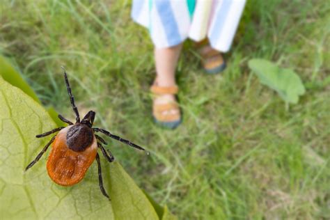 Lyme Disease In Kids What To Expect And Helpful Tips Lyme Mexico
